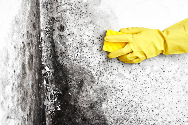 Mold Removal Process in Mooresville, IN