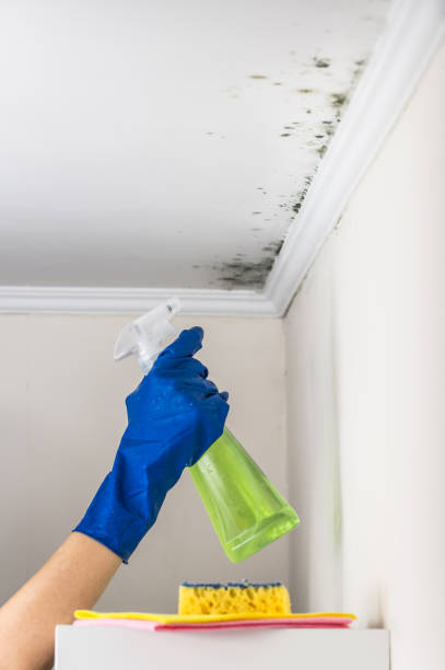Best Residential Mold Removal  in Mooresville, IN