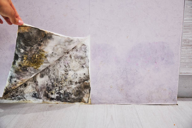 Best Attic Mold Removal  in Mooresville, IN